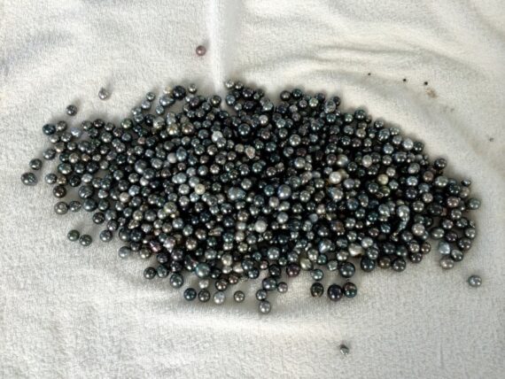 Black Pearls from French Polynesia