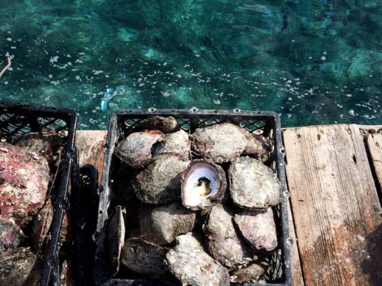 French Polynesia oysters